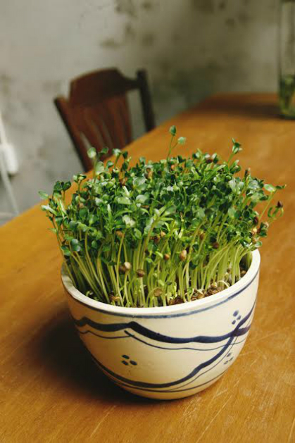 Quán[-]cà[-]phê[-]trang[-]trí[-]mầm[-]xanh[-]ở[-]Sài[-]Gòn
